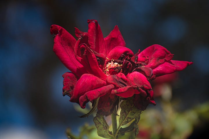 A red flower that is starting to wilt.