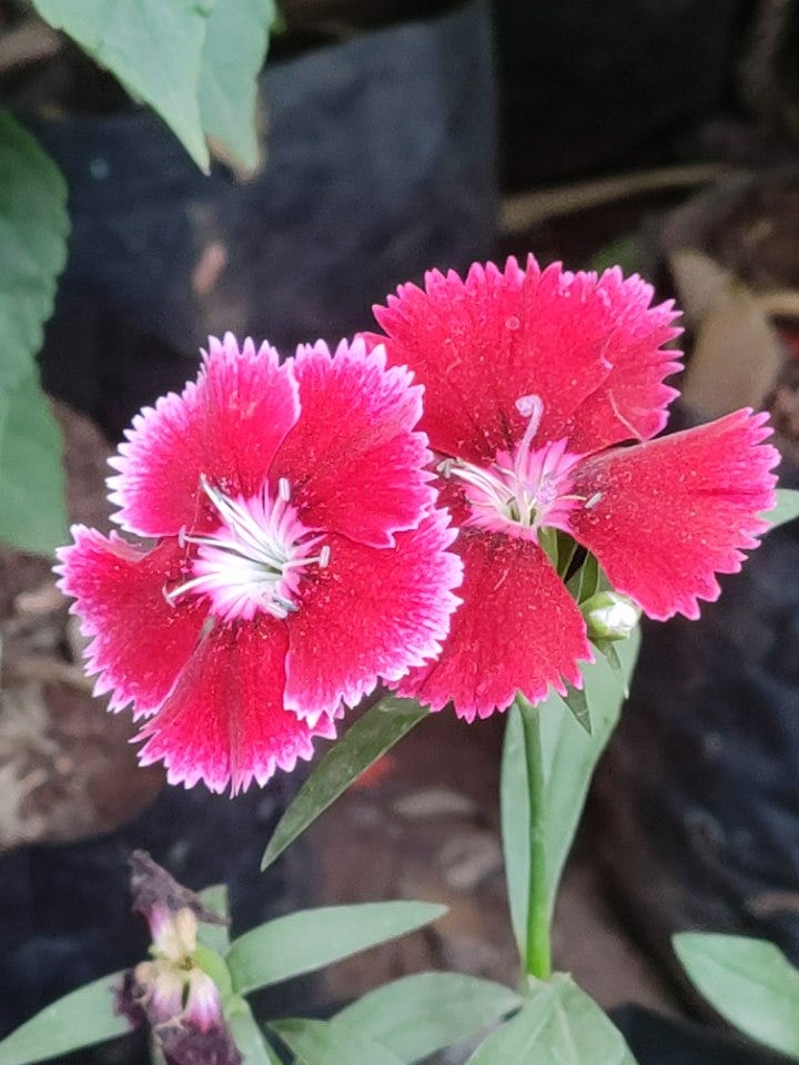 The Humming Heart !