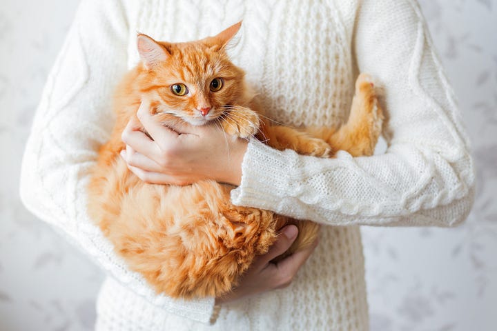 Cute orange fluffy cat hiding in a human’s arms.