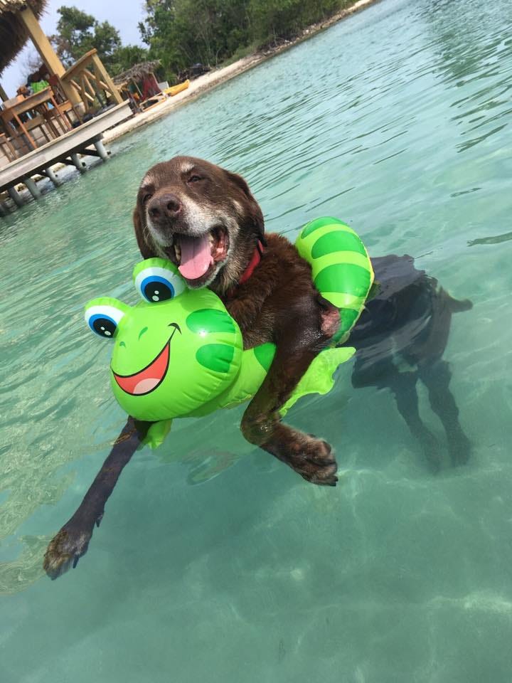 Dooley Bear on a frog float in San Pedro, Belize