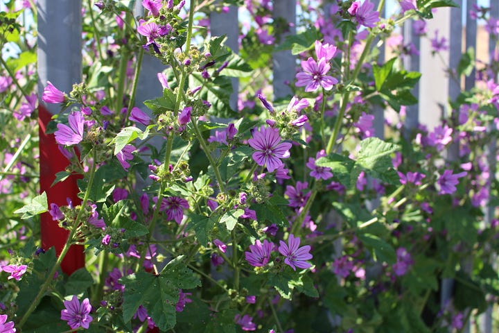 Purple flowers