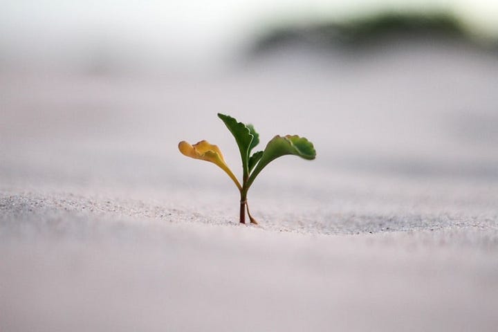 A small plant being strong and standing still