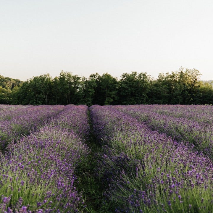 Crèem Organics’ Lavender Fields in Somogy