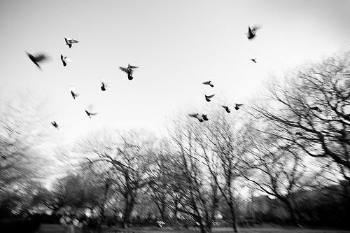 Flock of Birds, Thompson Square Park