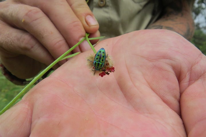A brightly coloured bug munching flowers in a hand