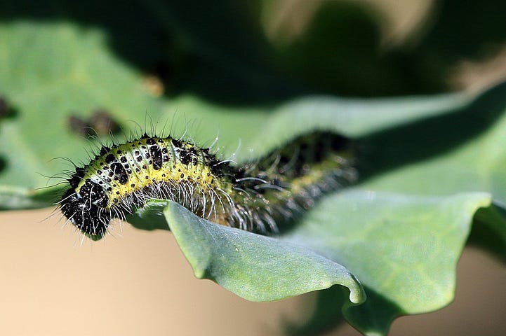 Caterpillar on leaf