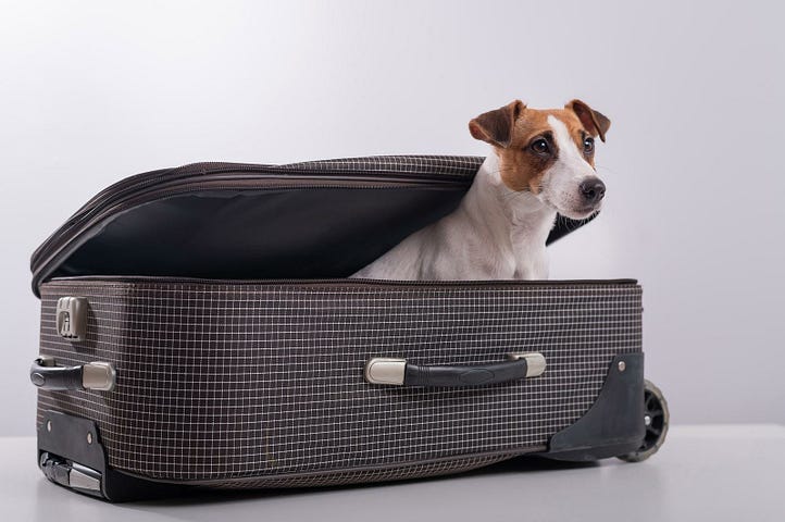 Flying with a Dog: Complete Guide for Safe and Hassle-Free Travel