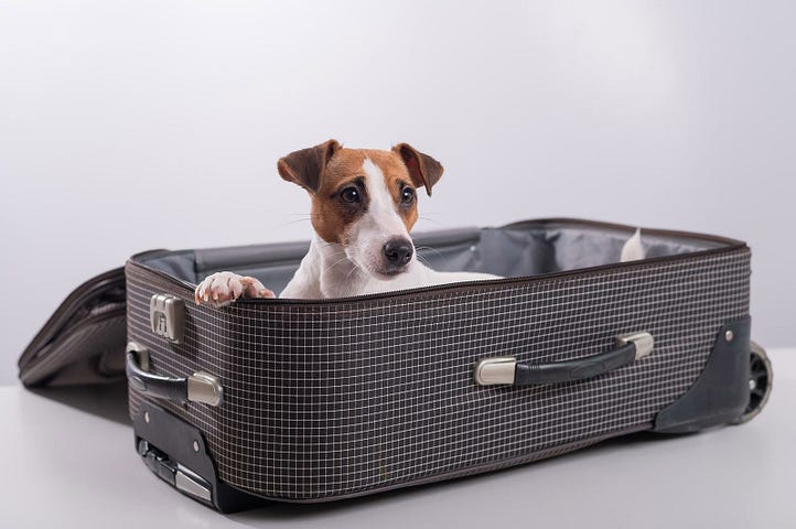 An Essential Guide On How to Fly with a Dog in the USA