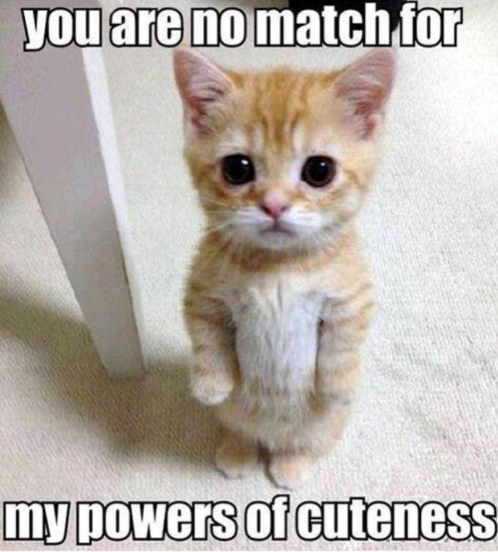 Picture of cute kitten standing up — meme text you are no match for my powers of cuteness!