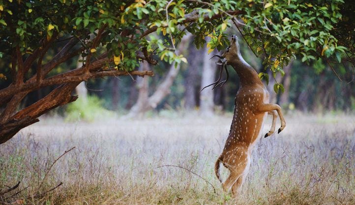 Kanchula Korak Musk Deer Sanctuary