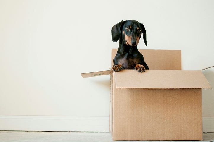 dachshund standing in empty box