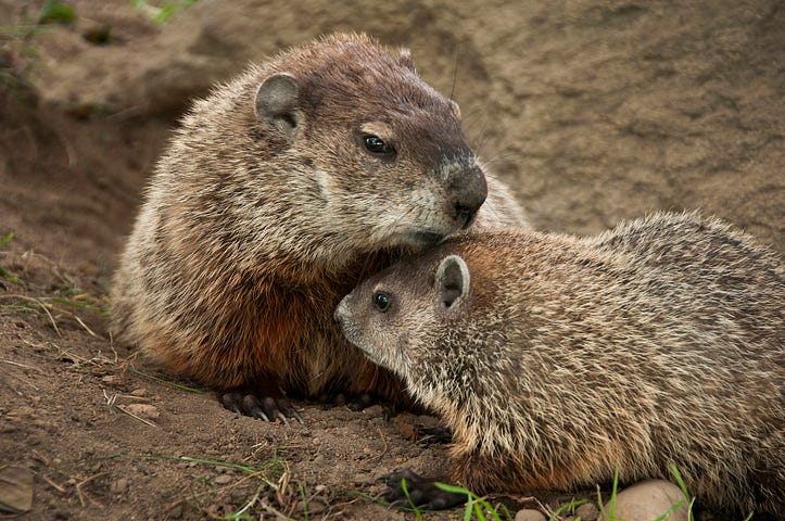 Adult and juvenile groundhog pair surrounded by dirt