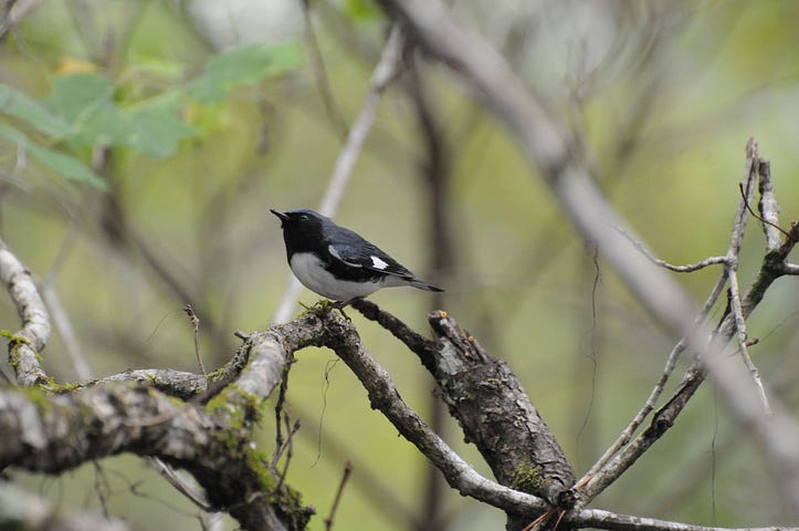 Black-throated blue warbler (Setophaga caerulescens) perched in the forest.