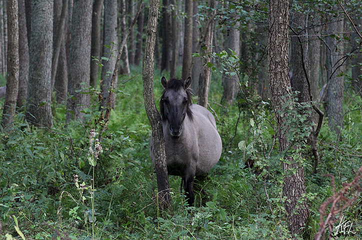 A horse looking towards the camera. Standing among the trees in the woods.