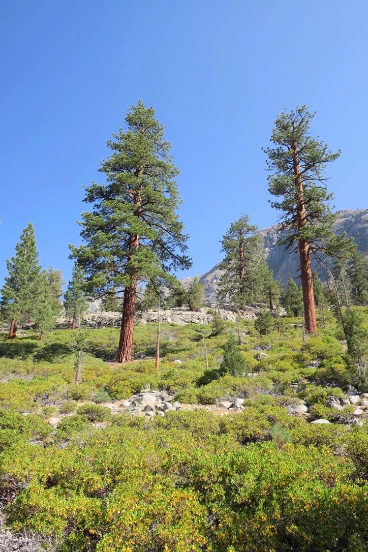 John Muir Trail JMT pine trees