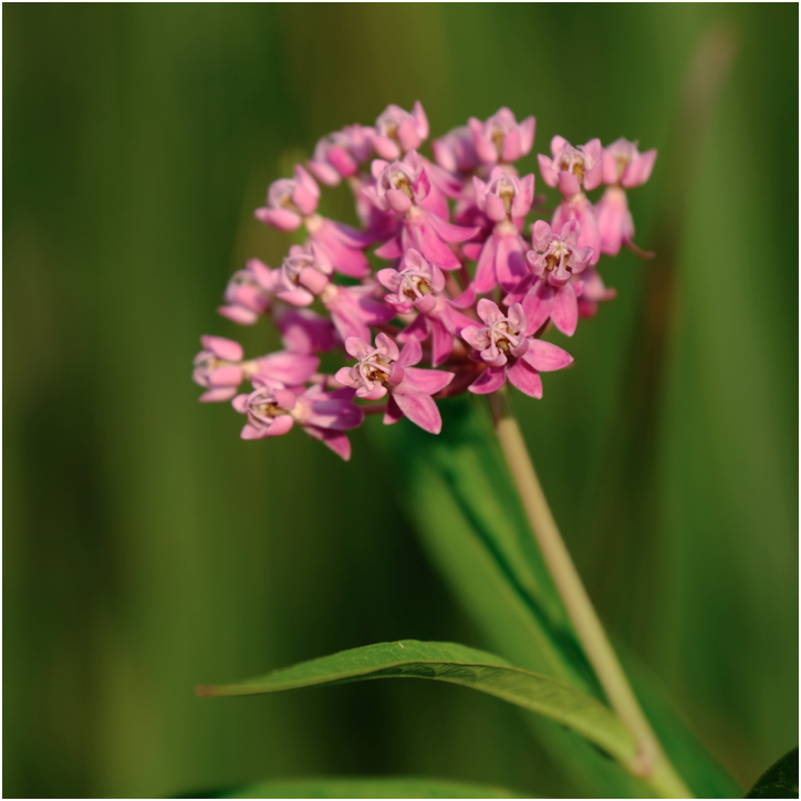 Pink flowers from a swamp milkweed plant outdoors against a green background.