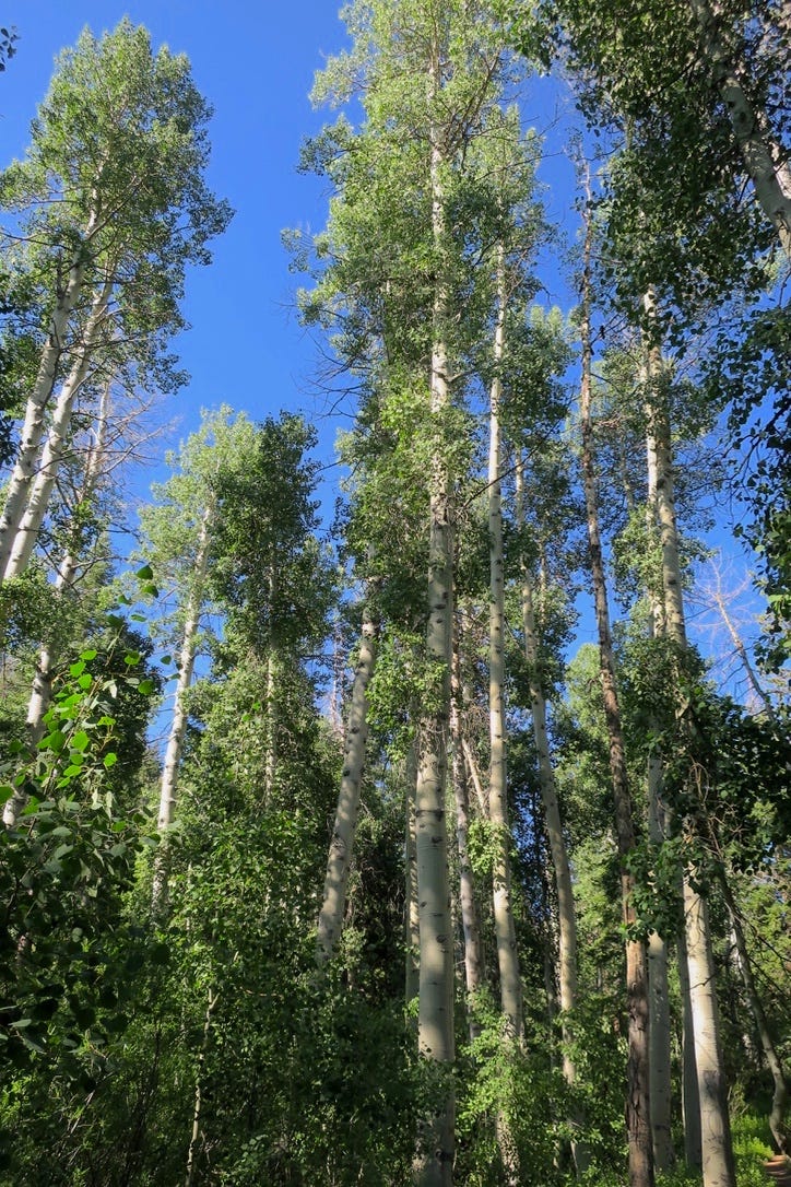 John Muir Trail JMT tall aspen trees