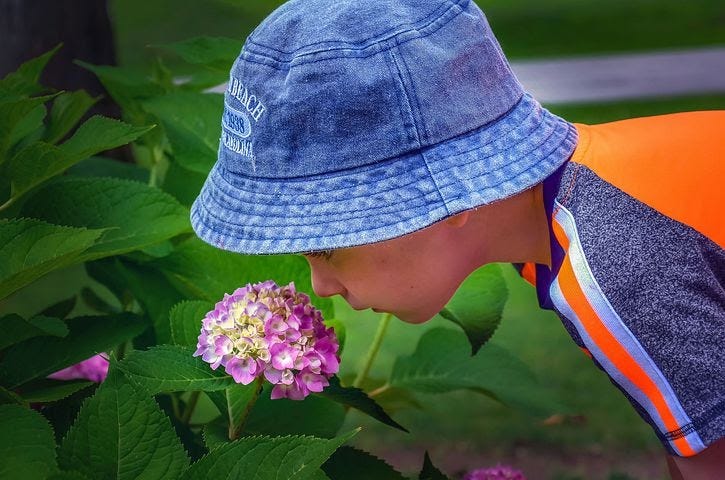 A boy in a cap smelling pink flowers in a garden.