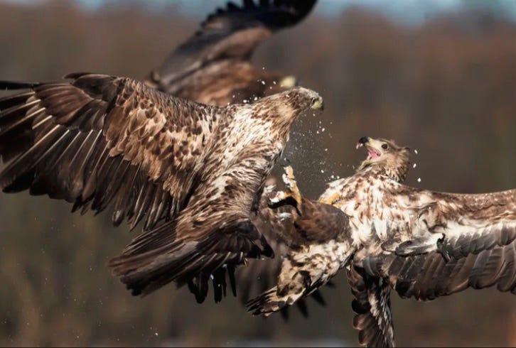 White-tailed eagles fight in midair.