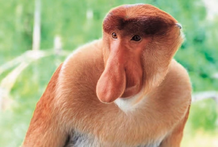 Photo of proboscis monkey