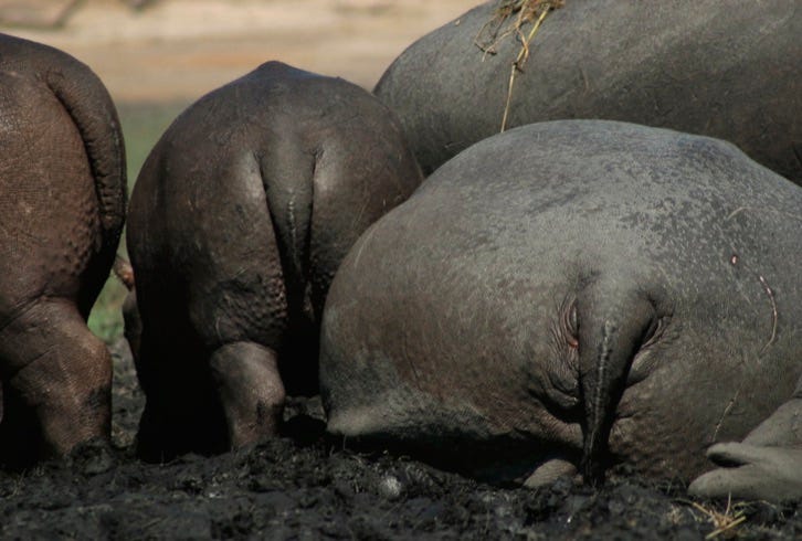 photo of hippopotamus bottoms