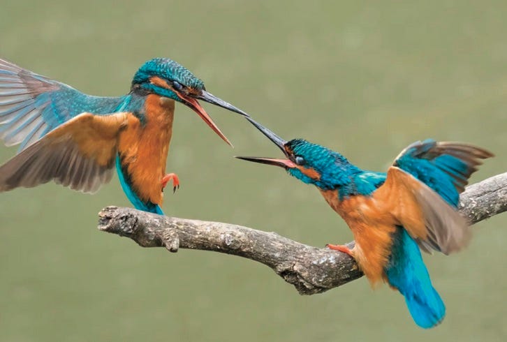 Two kingfishers joust over a meal.