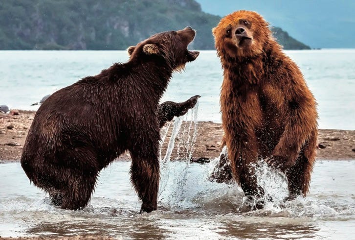 Two brown bears spar in Kamchatka, Russia.