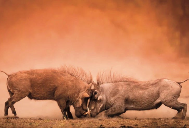 Warthogs tussle in South Africa’s Kruger National Park.