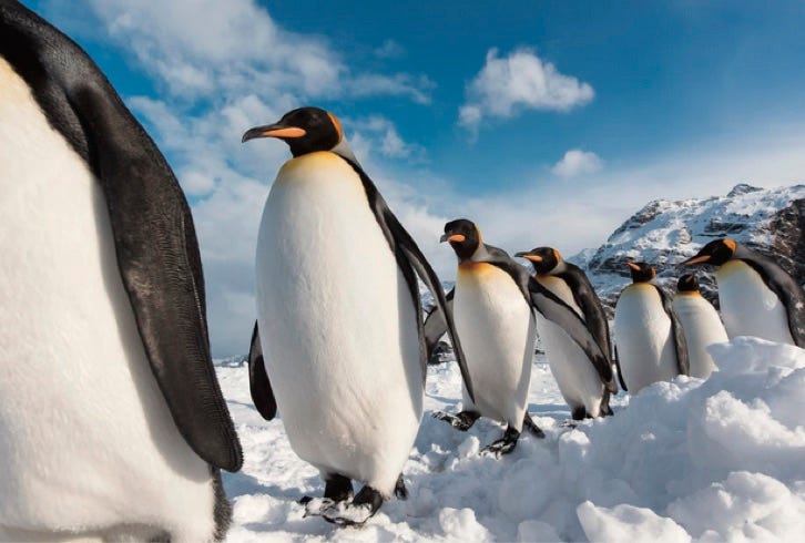 photo of penguins walking in a line