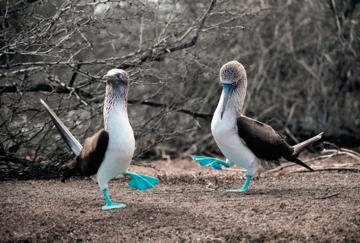photo of Blue Footed Boobies courting