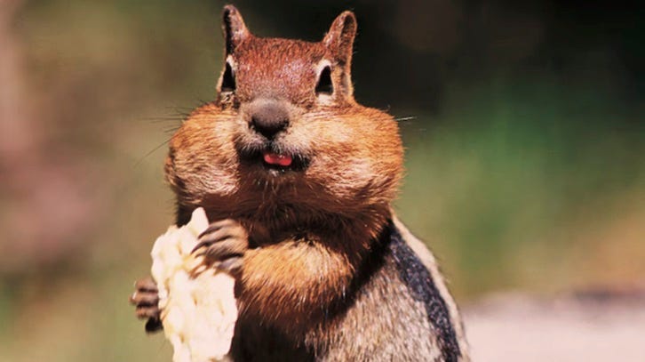 photo of chipmunk with its cheeks full