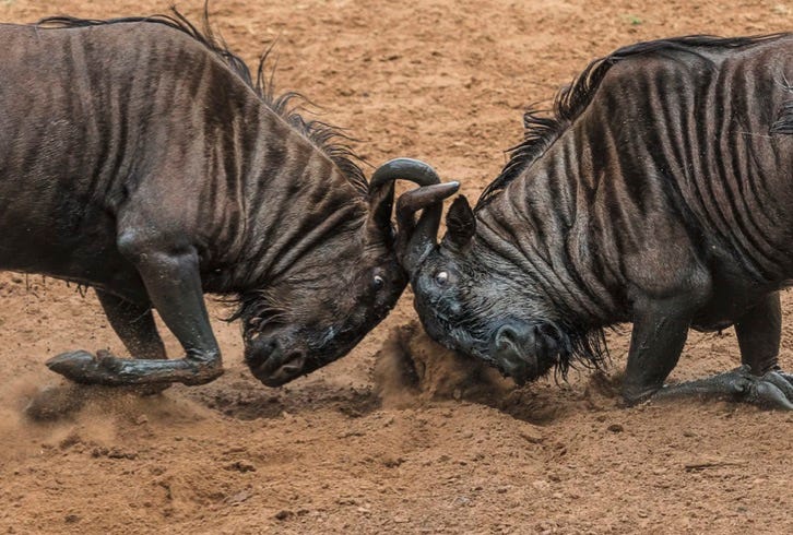 Two wildebeest lock horns.