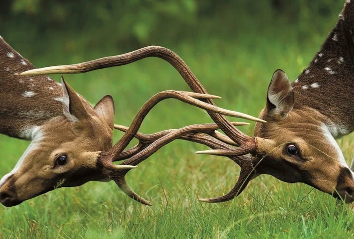 Spotted deer lock antlers in Karnataka, India.