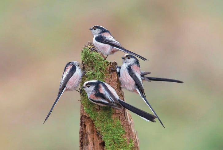 photo of a group of Long-tailed tits