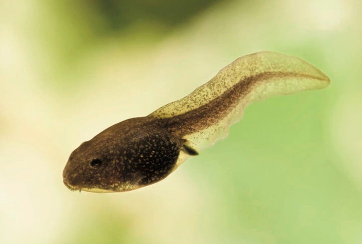 photo of a tadpole