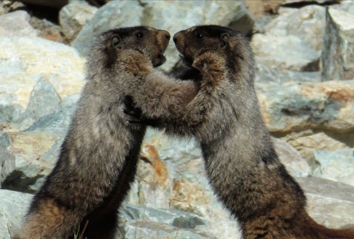 Marmots wrestle in Canada.