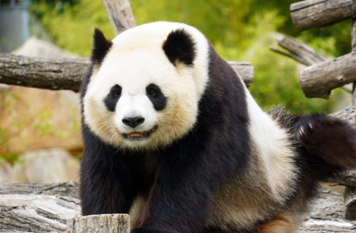 Why on Earth would a Start-Up adopt a Panda?
