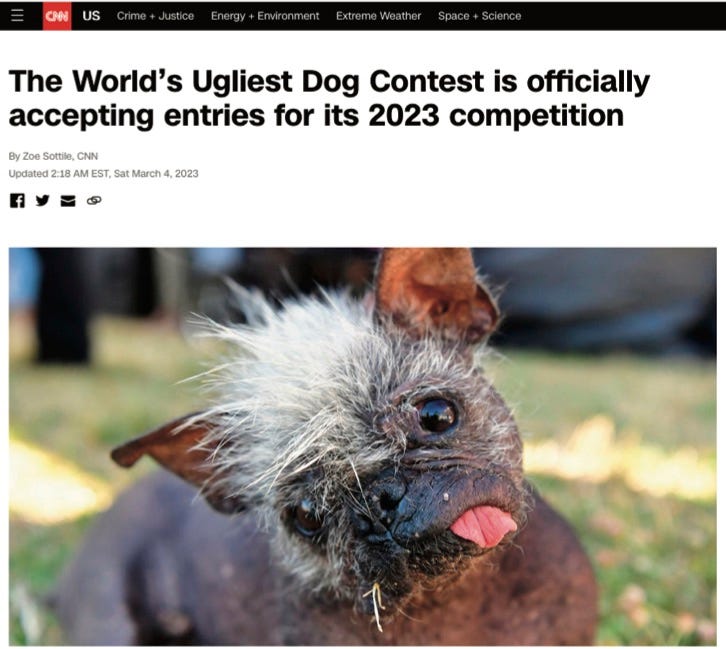 photo of CNN website story about the World’s Ugliest Dog competition featuring the 2022 winner