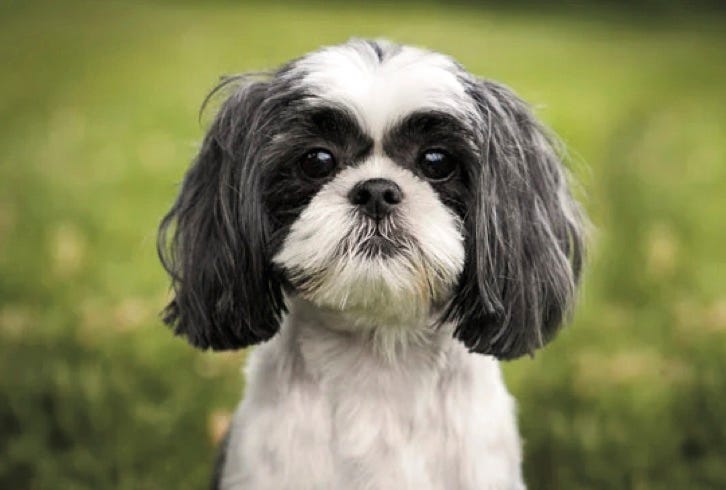 Photo of a Shih Tzu dog