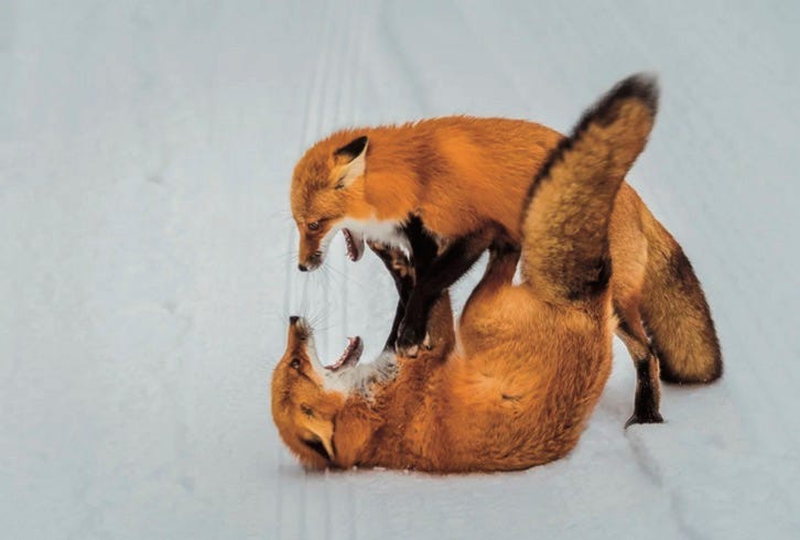 Red foxes wrestle in snowbound Ontario.