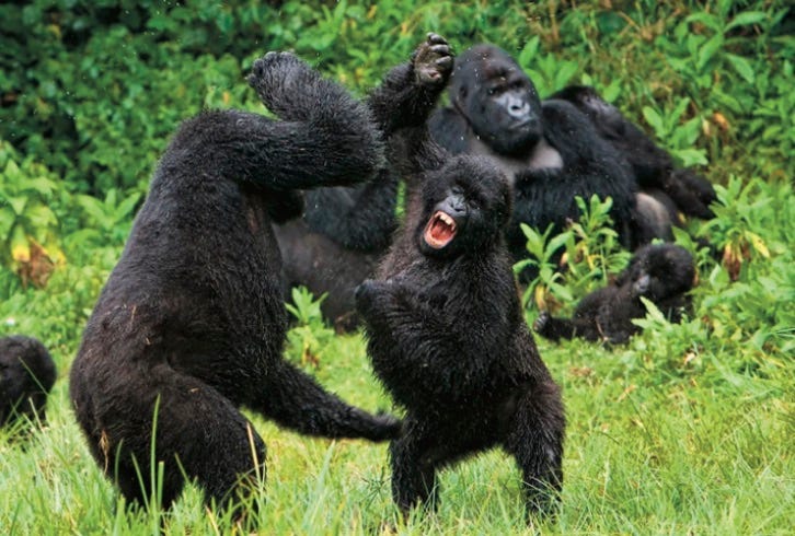 Gorillas battle in Rwanda.