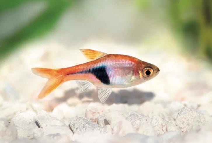 photo of the tiny fish Harlequin Rasbora