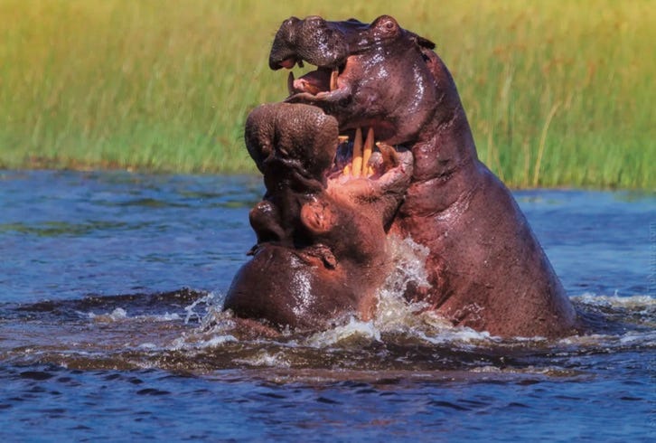 Hippos locked in combat in Botswana.