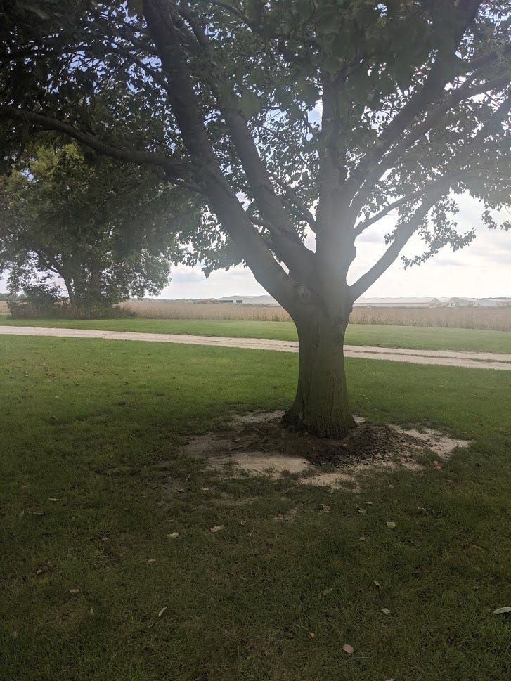 My mother’s ashes spread around an old tree on our family farm in Illinois