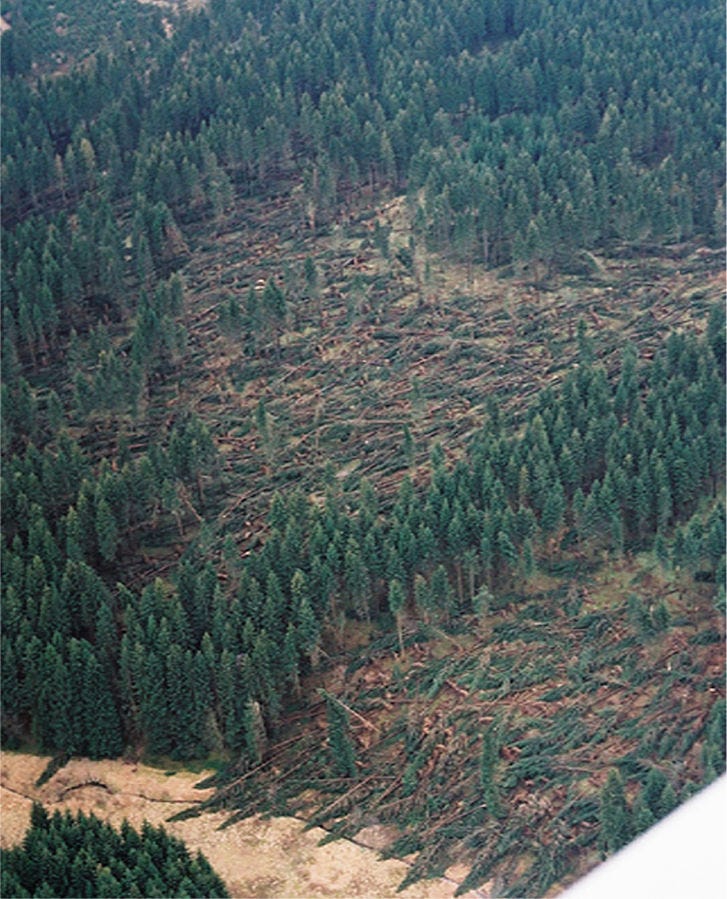 Forest with storm damage