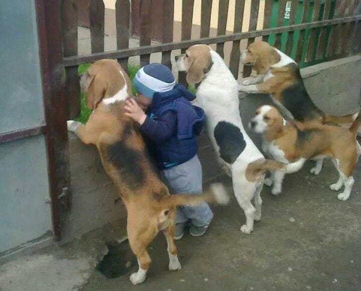 Picture of puppies and toddler staring thru a fence