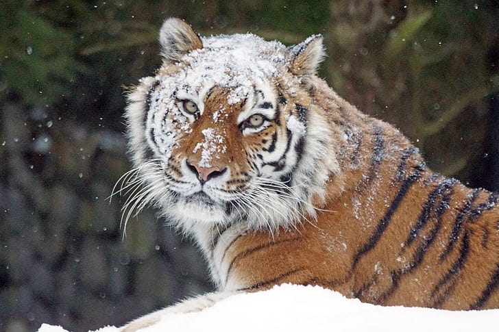El Tigre de Amur el Tigre más Grande del Mundo