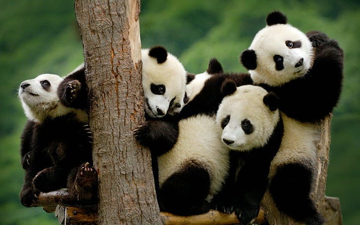 Why most people don’t understand loc and iloc in pandas? | Python