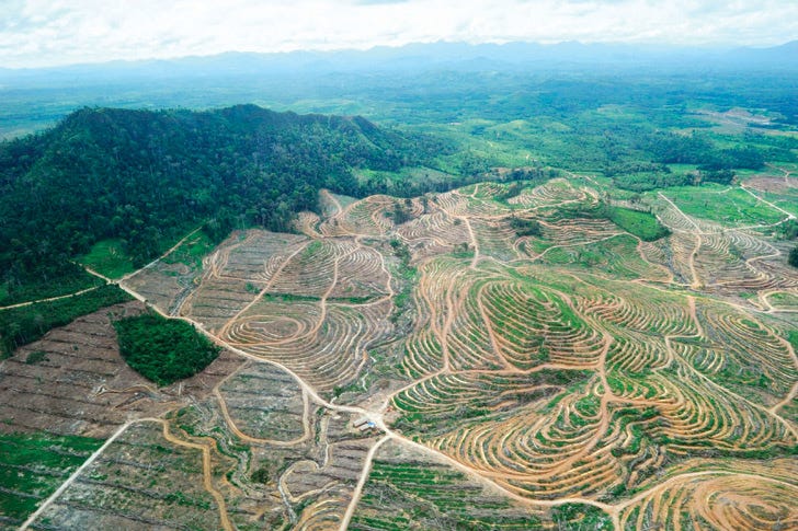 A hill of rainforest surround by hills without trees carved up into palm plantations.