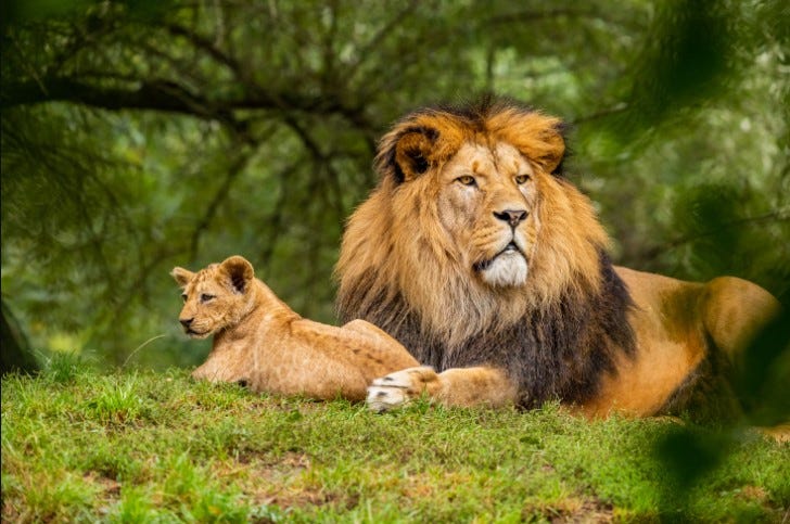 Lion and His Child, Wildlife Photography